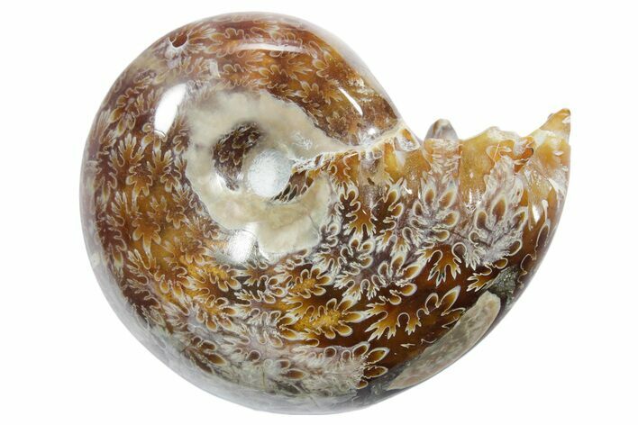 Polished Ammonite (Phylloceras) Fossil - Madagascar #349782